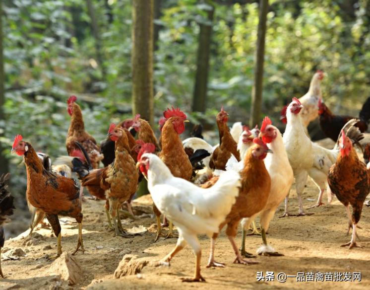 鸡群球虫用什么药好得快,水胡椒治鸡球虫病会反复吗