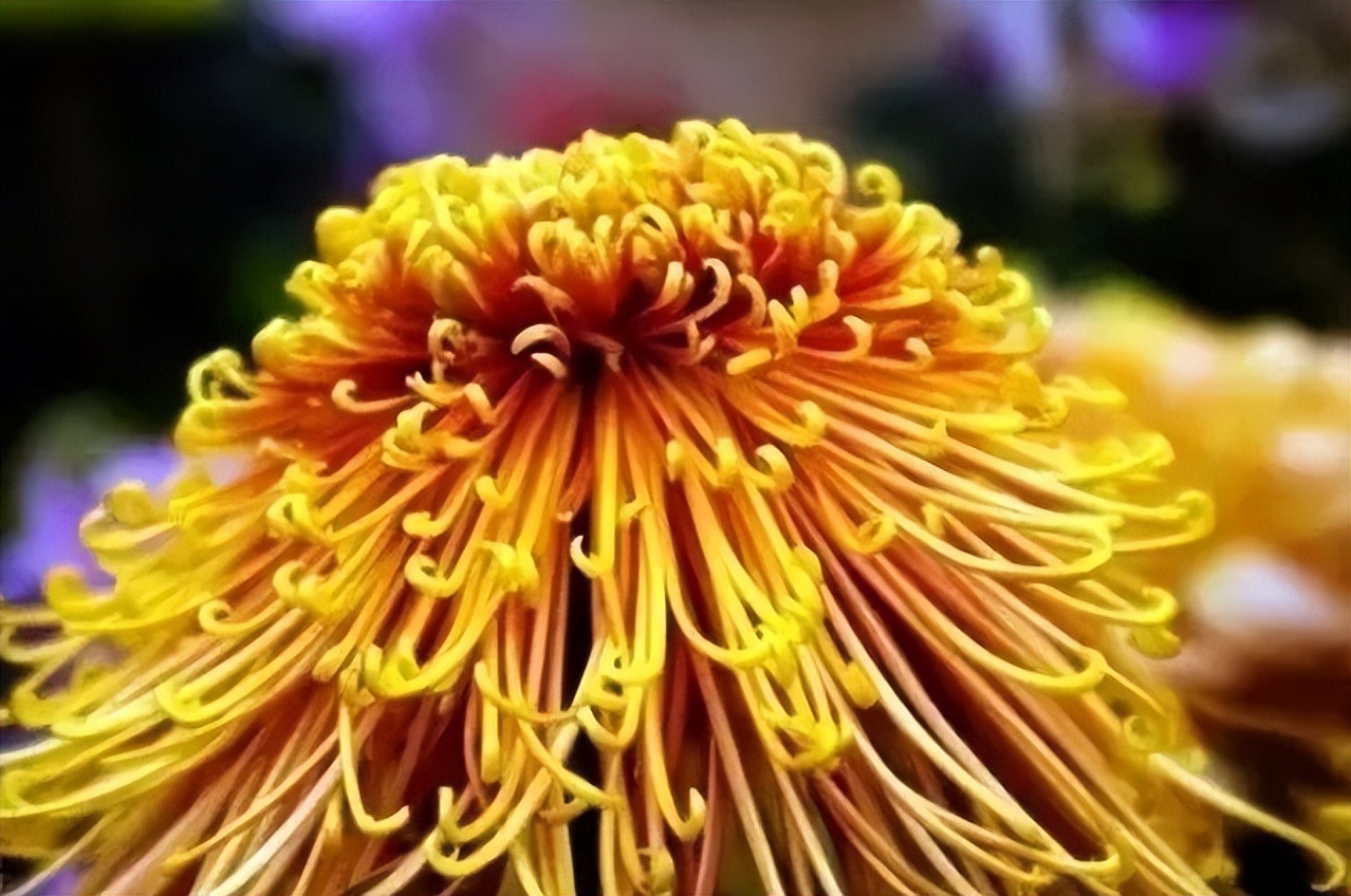 秋花诗词50首,金秋秋菊50种名菊