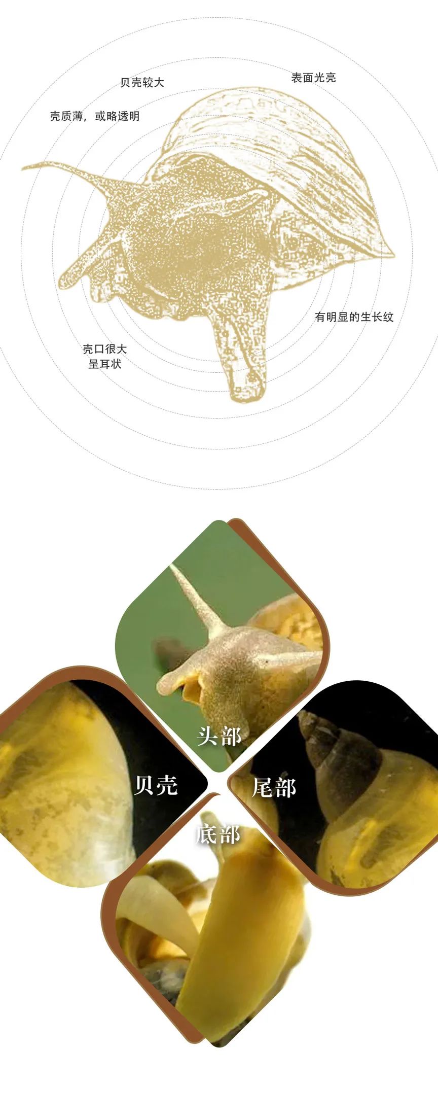 海洋生物蛞蝓品种大全,湿地蜗牛