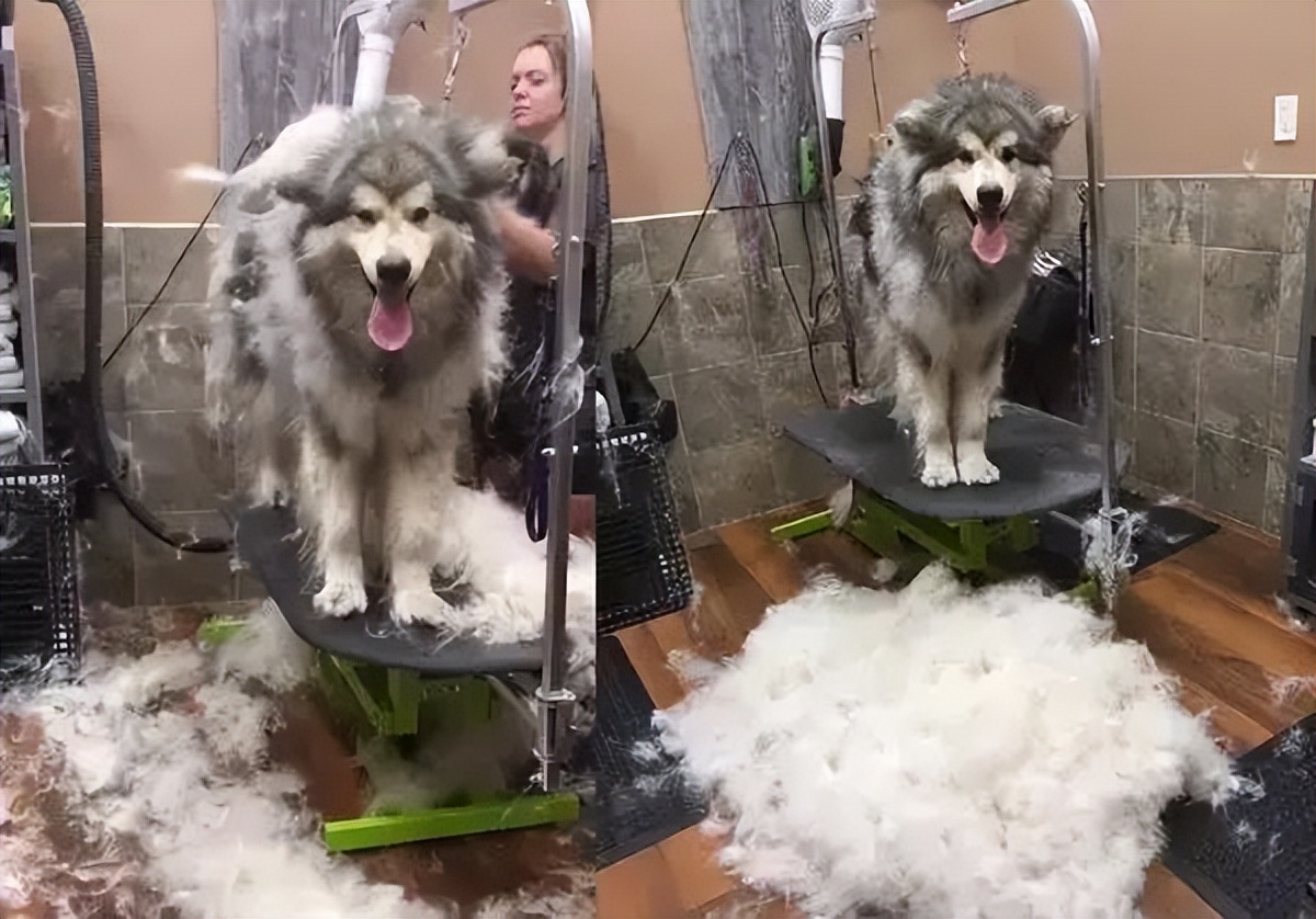 终于知道为什么女孩子要养大狗,女生养大狗对男朋友有什么坏处