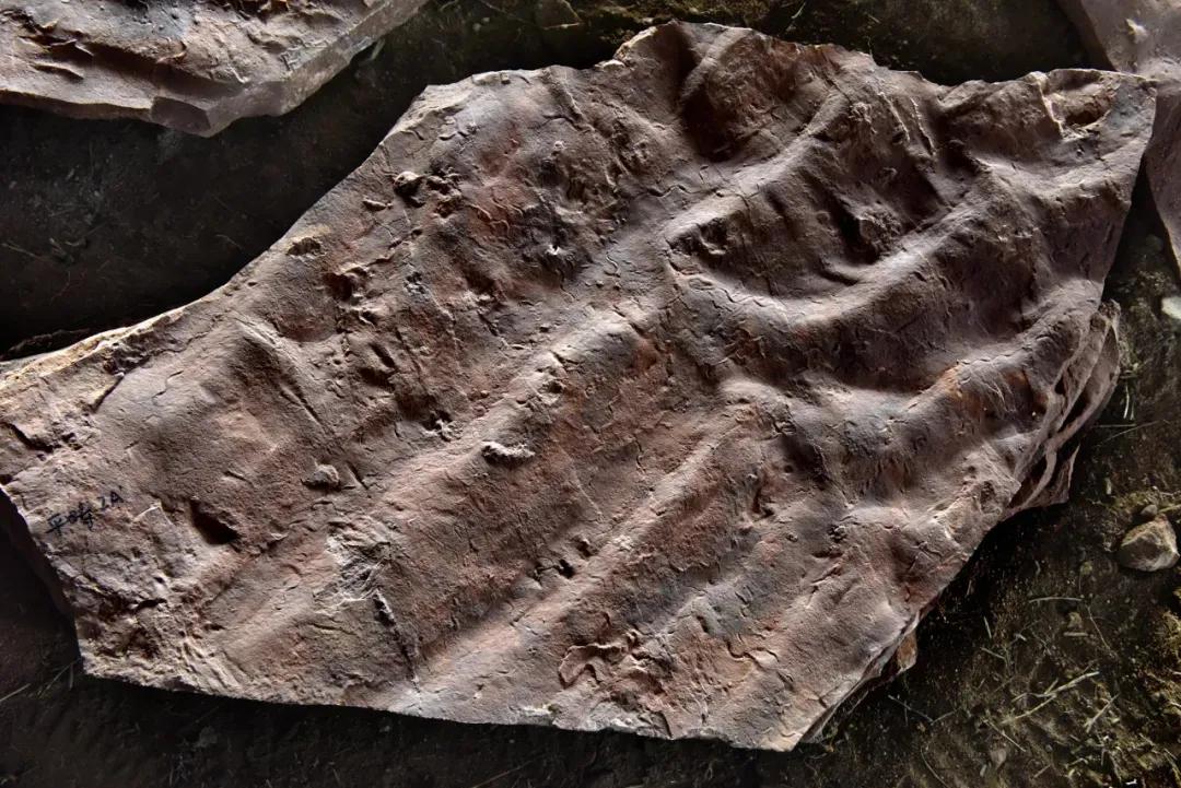 原来你是这样的男人,原来你是这样的顾先生追妻片段