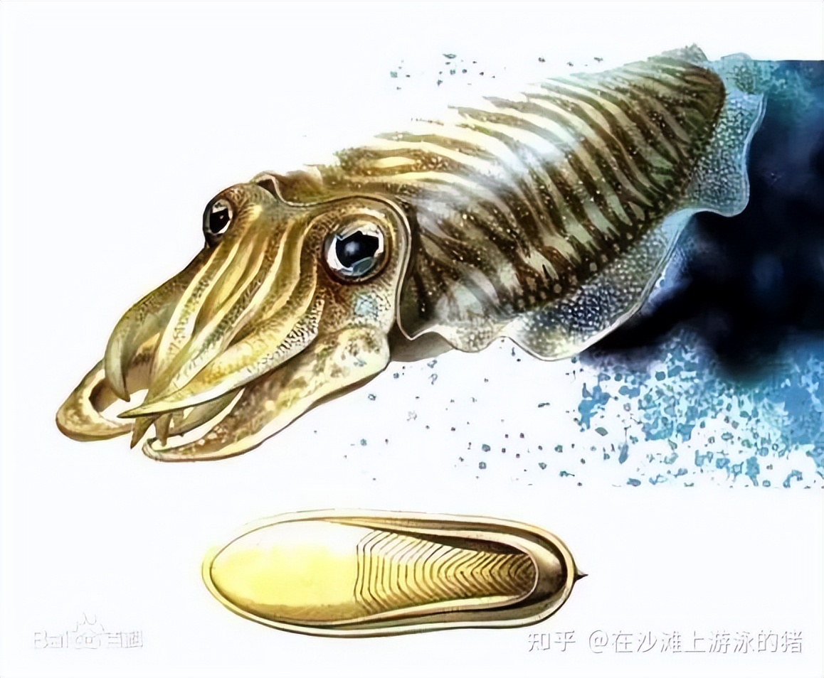 大话舟山海鲜系列（三）—大话墨鱼（喷墨家族成员之一）