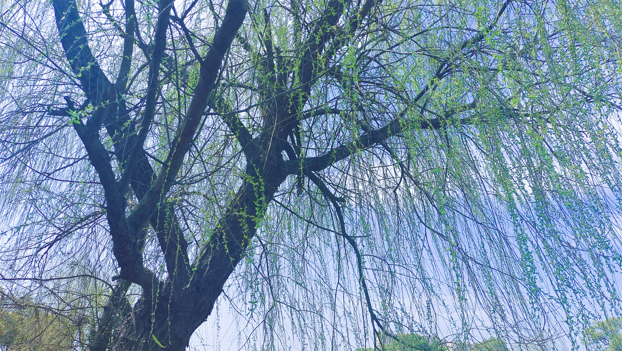 美丽吉安之风光系列：春天的柳树婀娜多姿美丽动人