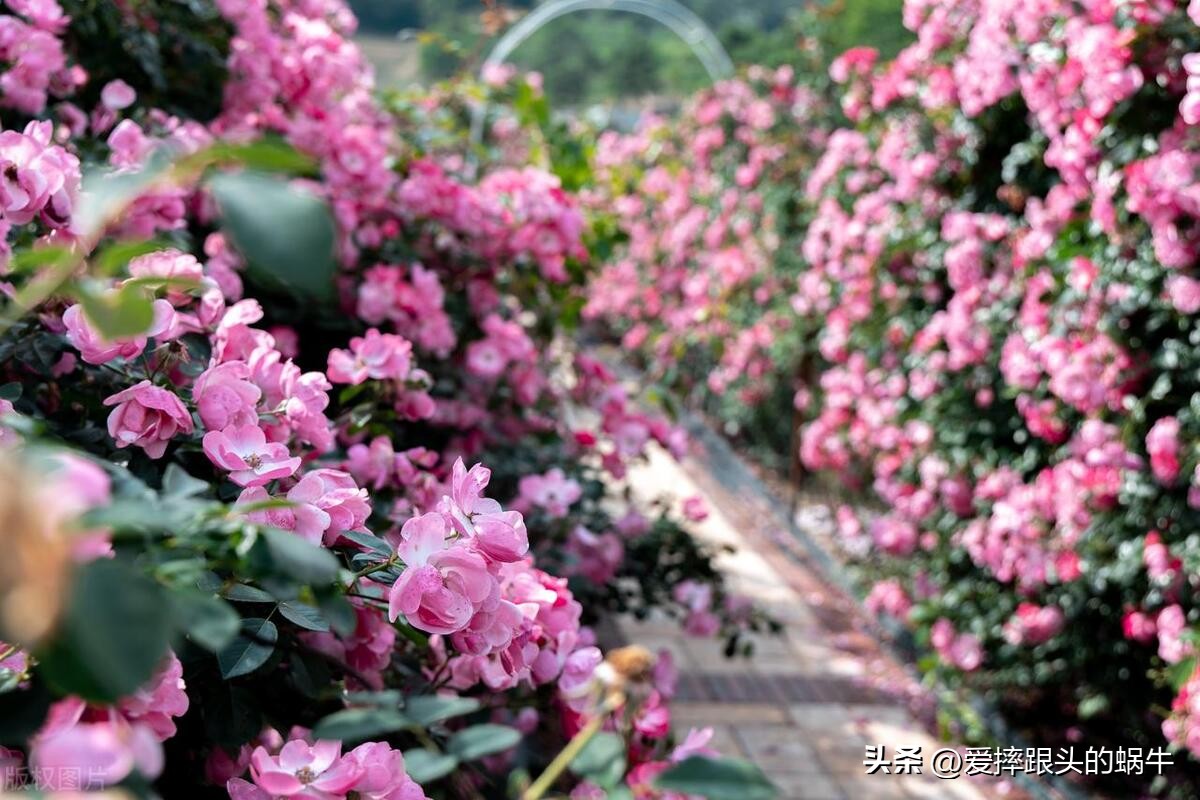 生如夏花灿烂的时候,生如夏花绚烂绽放歌曲视频