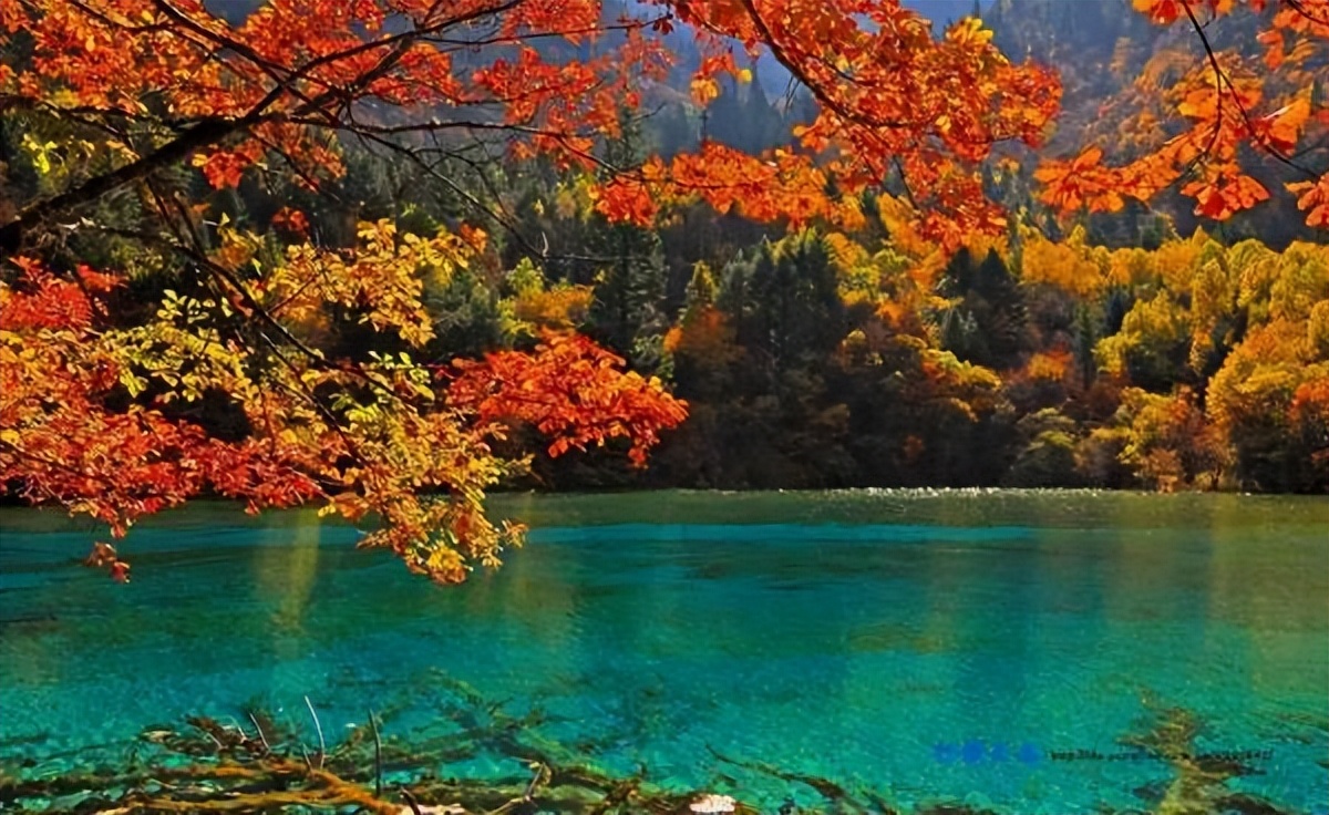 谐音四川方言,四川方言吭气怎么说