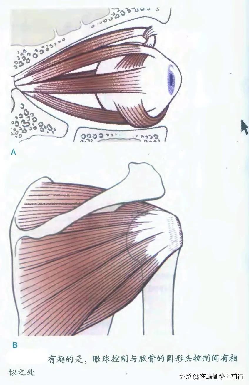 列车解剖学动态图,列车筋膜链解剖图
