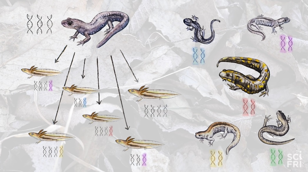 全员雌性，靠偷别人的精子繁衍后代…这种动物让科学家都迷惑了