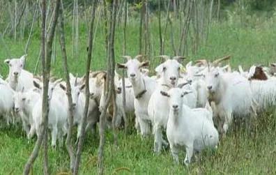 山羊和绵羊肉哪个营养价值高,绵羊好还是山羊好有营养