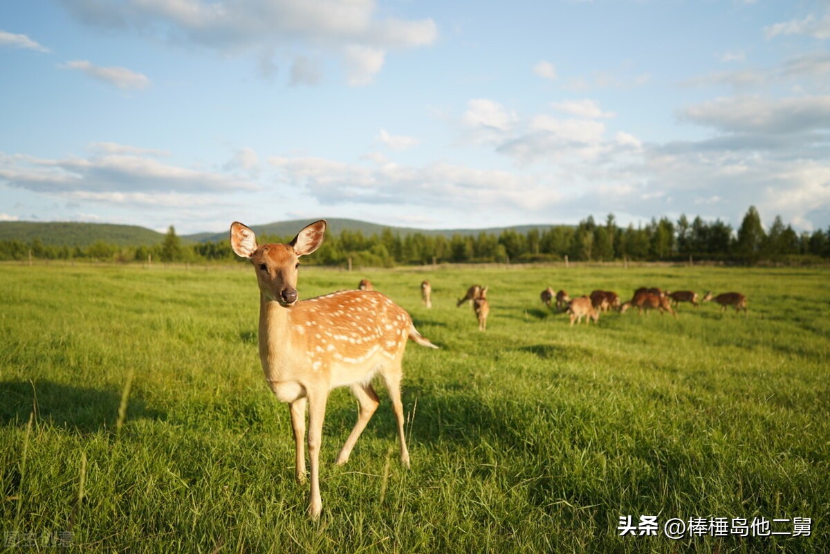 一生必去一次的内蒙,推荐呼伦贝尔大草原必看攻略
