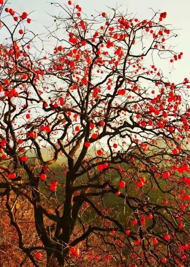 庭院种8棵树风水寓意,8种院子树