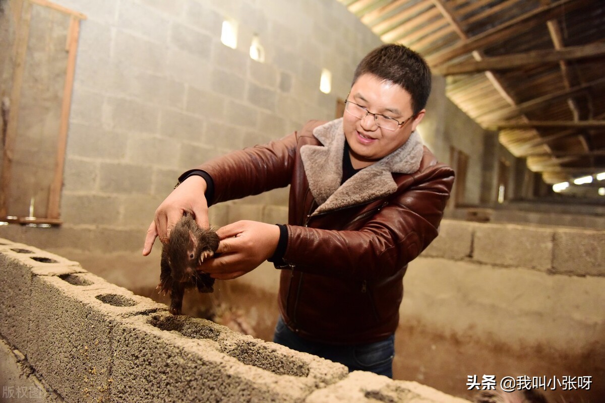 现在大学生都在农村干什么,农村大学生回农村能干点啥