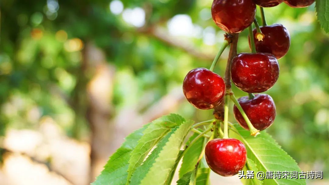 红了樱桃绿了芭蕉国画,流光把人抛红了樱桃绿了芭蕉意思