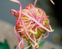 清雅花卉园艺景观,意境清雅的花草