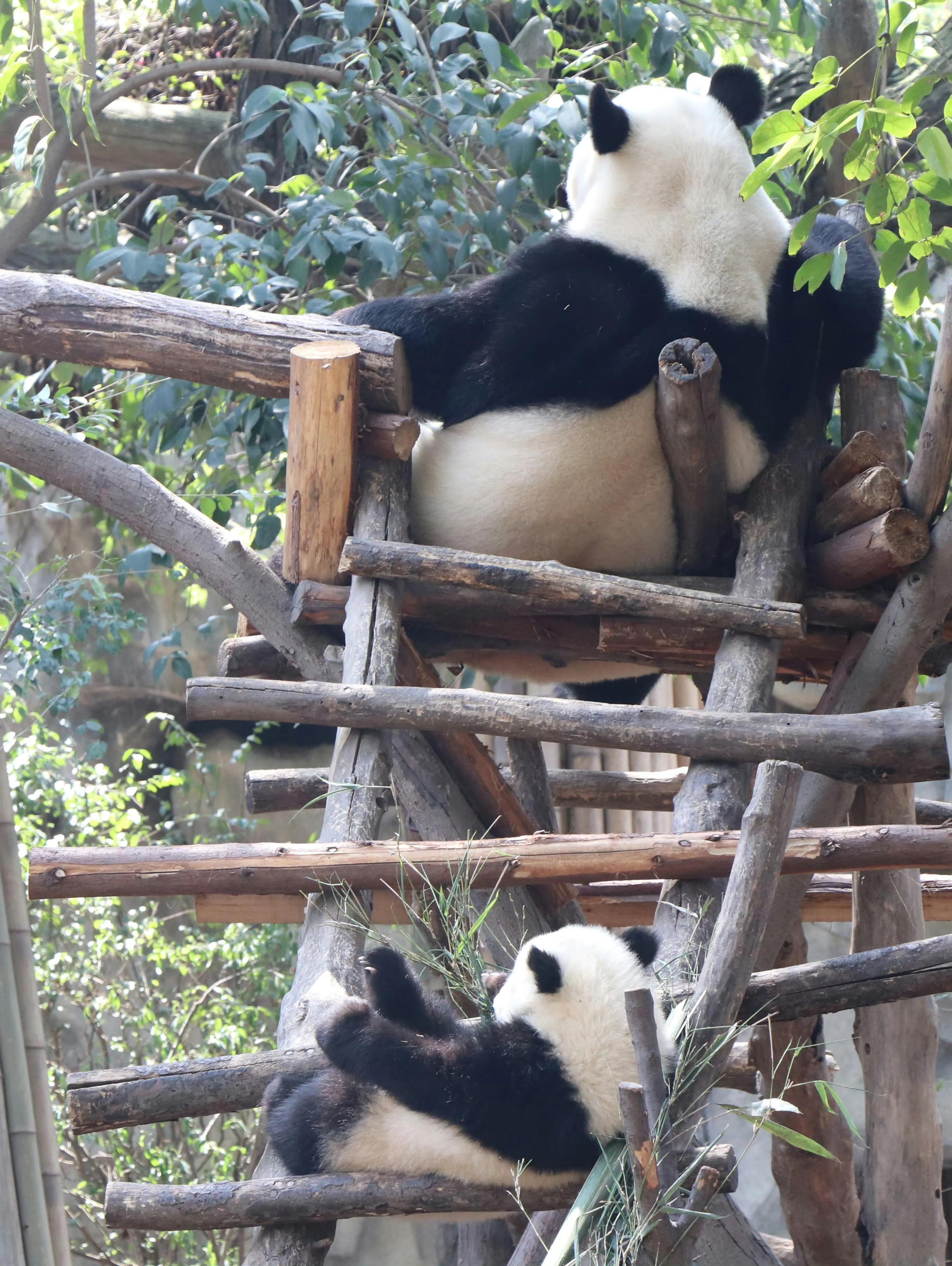 熊猫天团官宣成员,熊猫天团最新照片