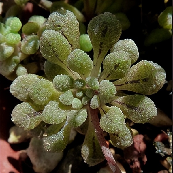 102个大类近500个多肉植物图片，都极其美丽，建议在家中也养一盆