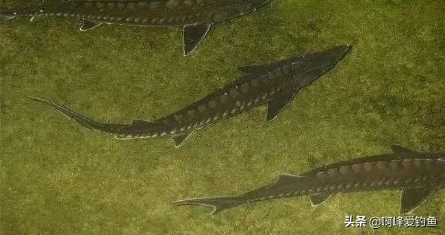 长江禁渔出现了什么新鱼,长江禁渔10年到现在鱼怎么样了