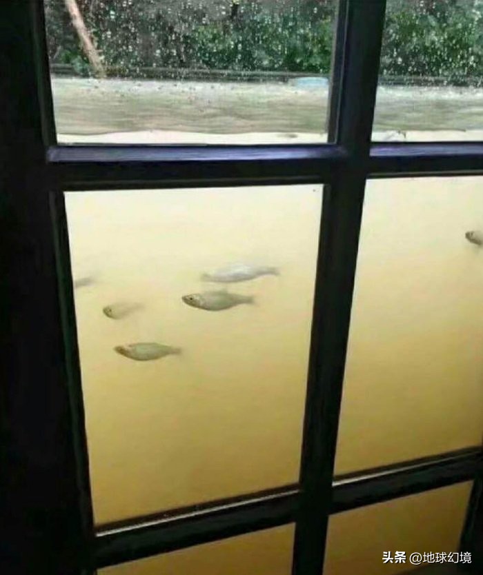 27张惊悚的动物照：青蛙被鼓风机活活风干，海鸥当街活吞大老鼠