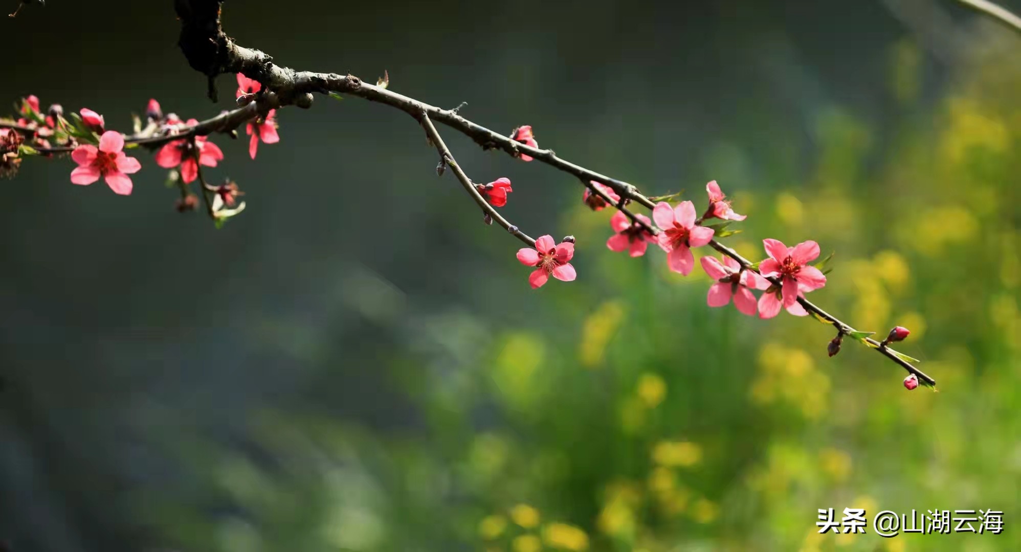 花开到荼蘼美文,花开荼蘼葳蕤生香