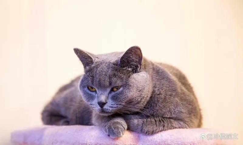 猫咪为什么是小老虎呢,刚出生的猫咪跟老虎一起长大