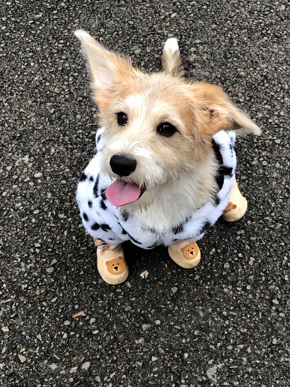 夏日养狗避坑指南,夏天如何养狗