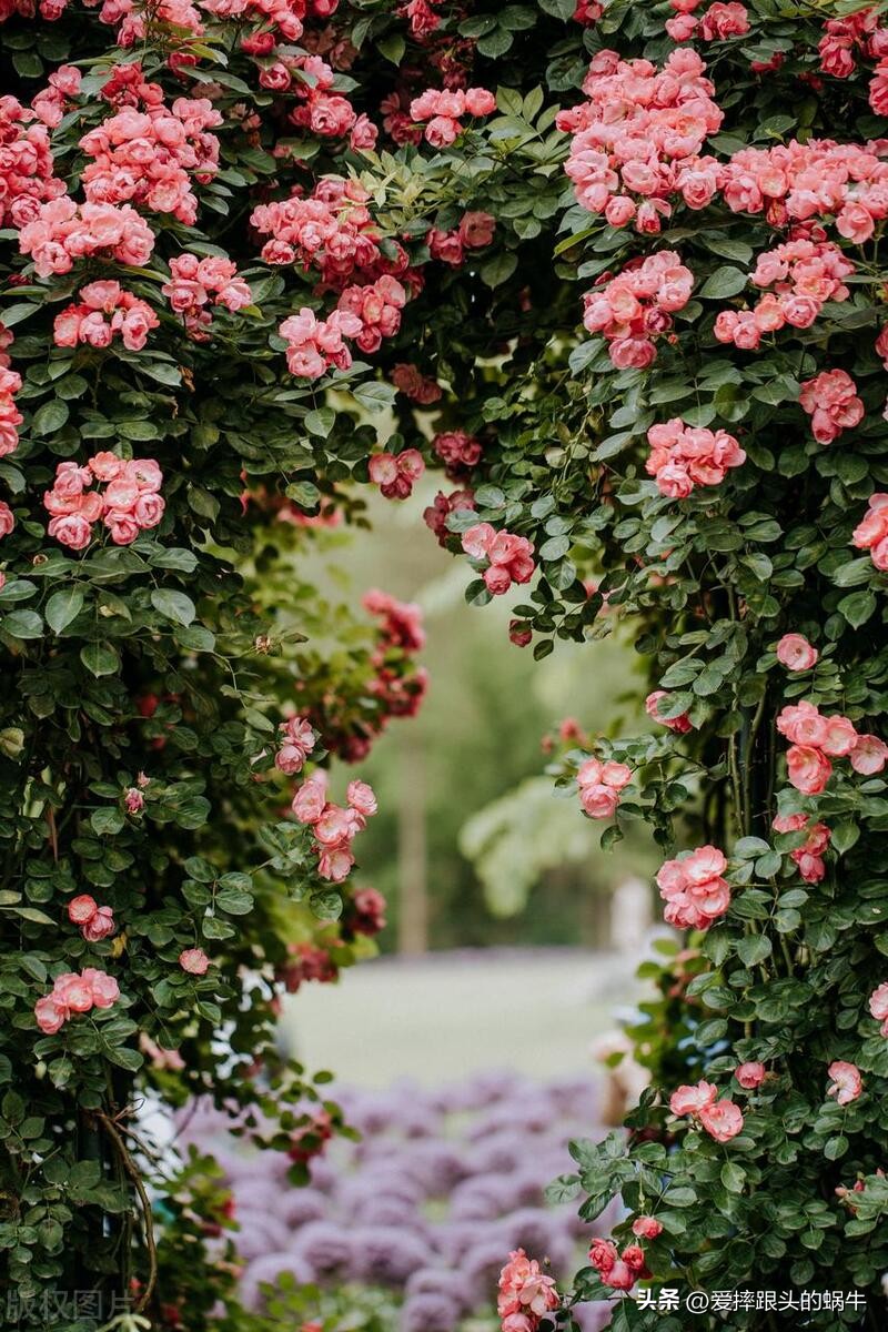 生如夏花灿烂的时候,生如夏花绚烂绽放歌曲视频