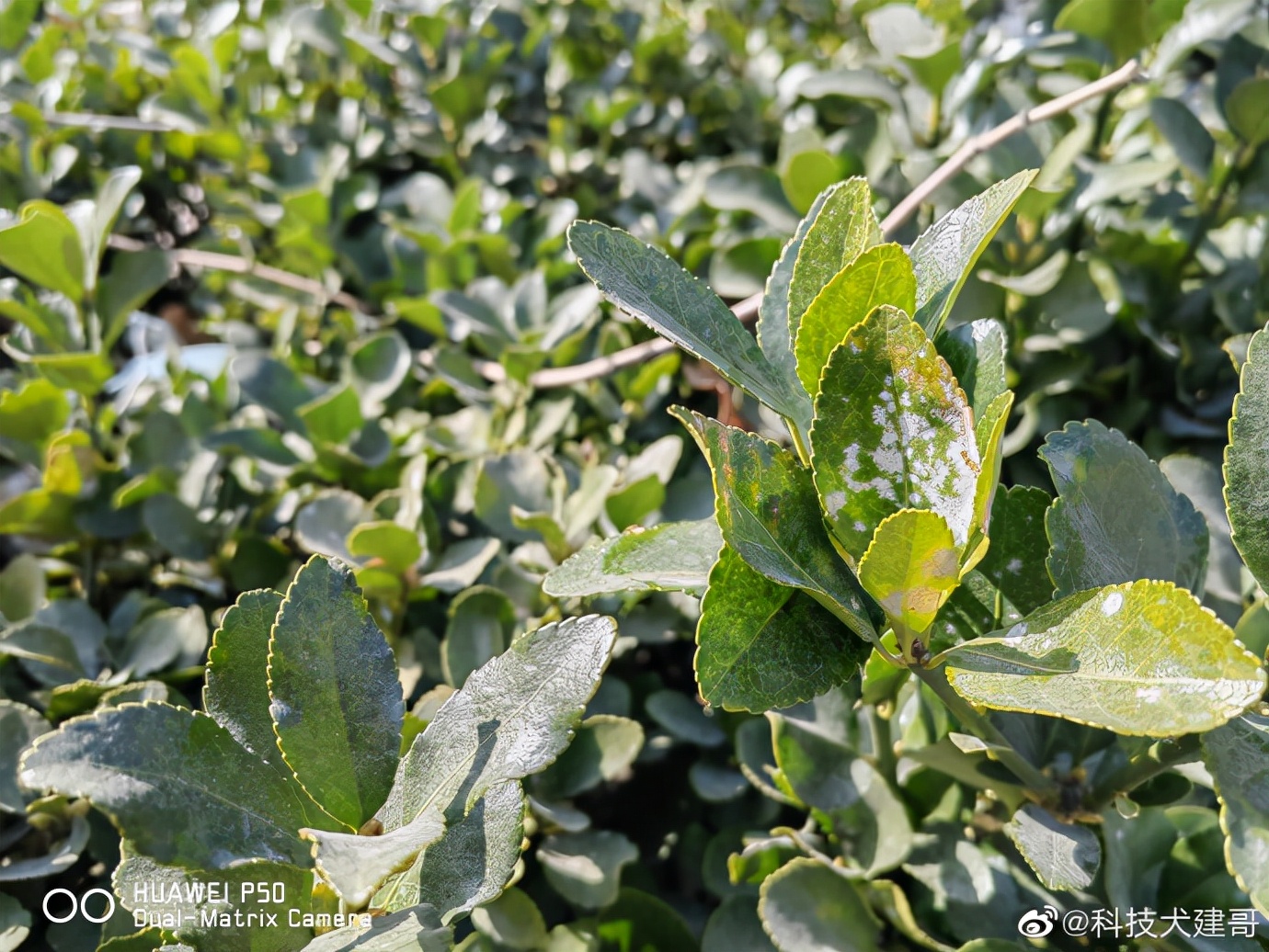鍔瘮浜歾40pro闀跨劍鎷嶆憚鏁堟灉,鍔瘮浜歾40pro鎷嶇収姘村钩