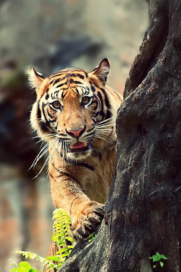 戏说老虎图文杂汇