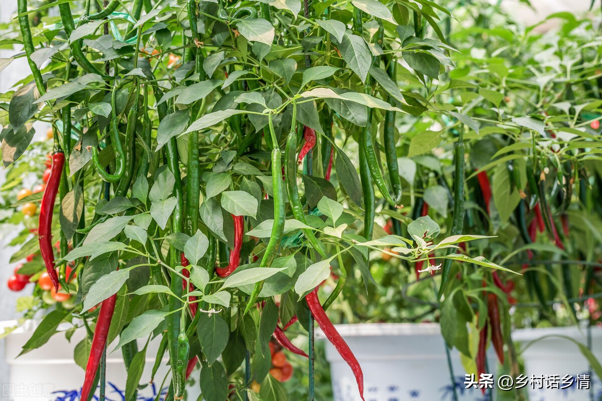 种植蔬菜学会巧施四肥,长势茂盛,瓜果满架,产量自然高