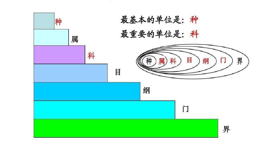 突破基因枷锁会怎样,普通马和斑马杂交是否可育