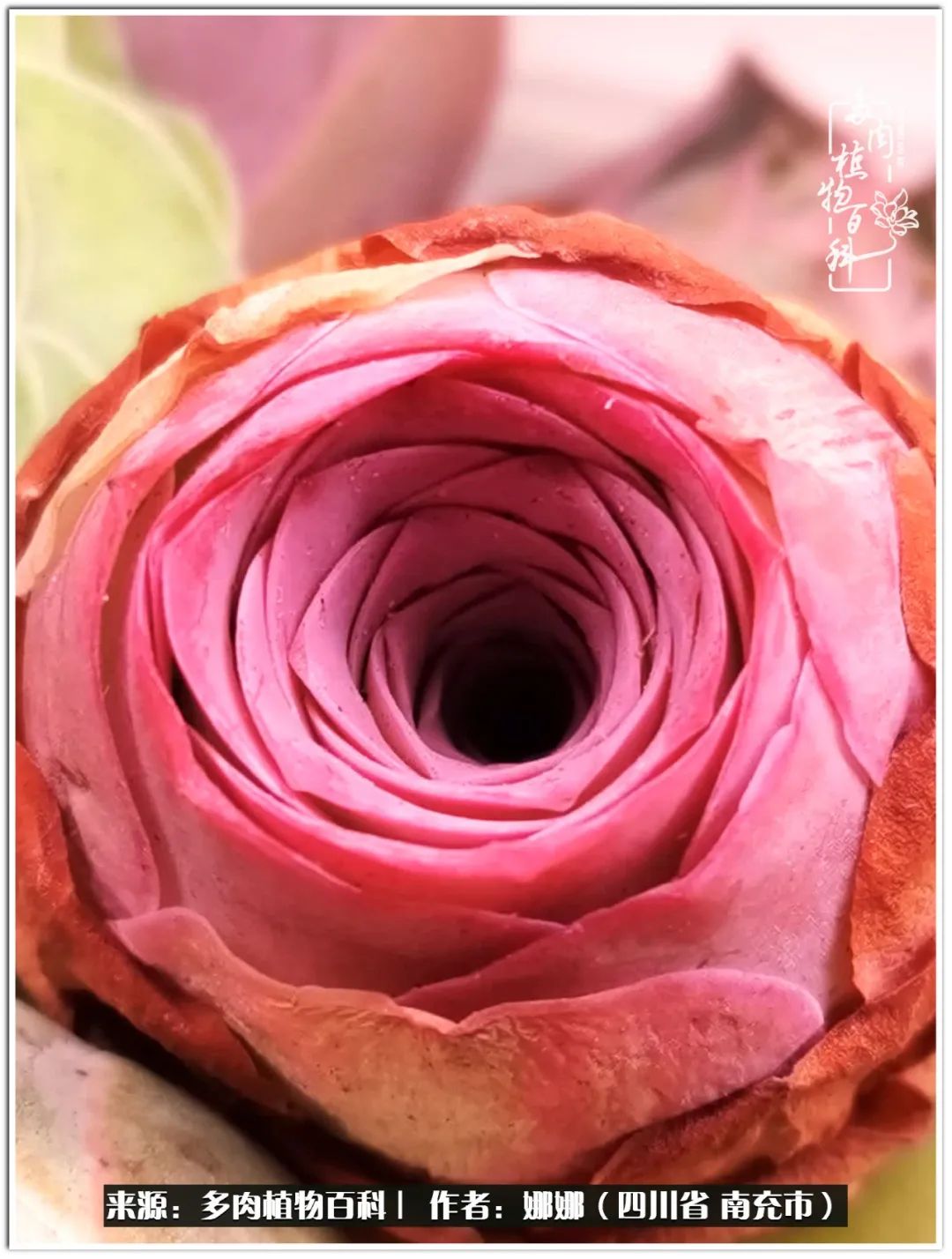 带刺的玫瑰阳台多肉,开花的玫瑰多肉