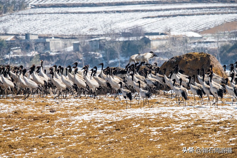 高原精灵黑颈鹤越冬之地——大山包（云、藏自驾旅行纪实之一）
