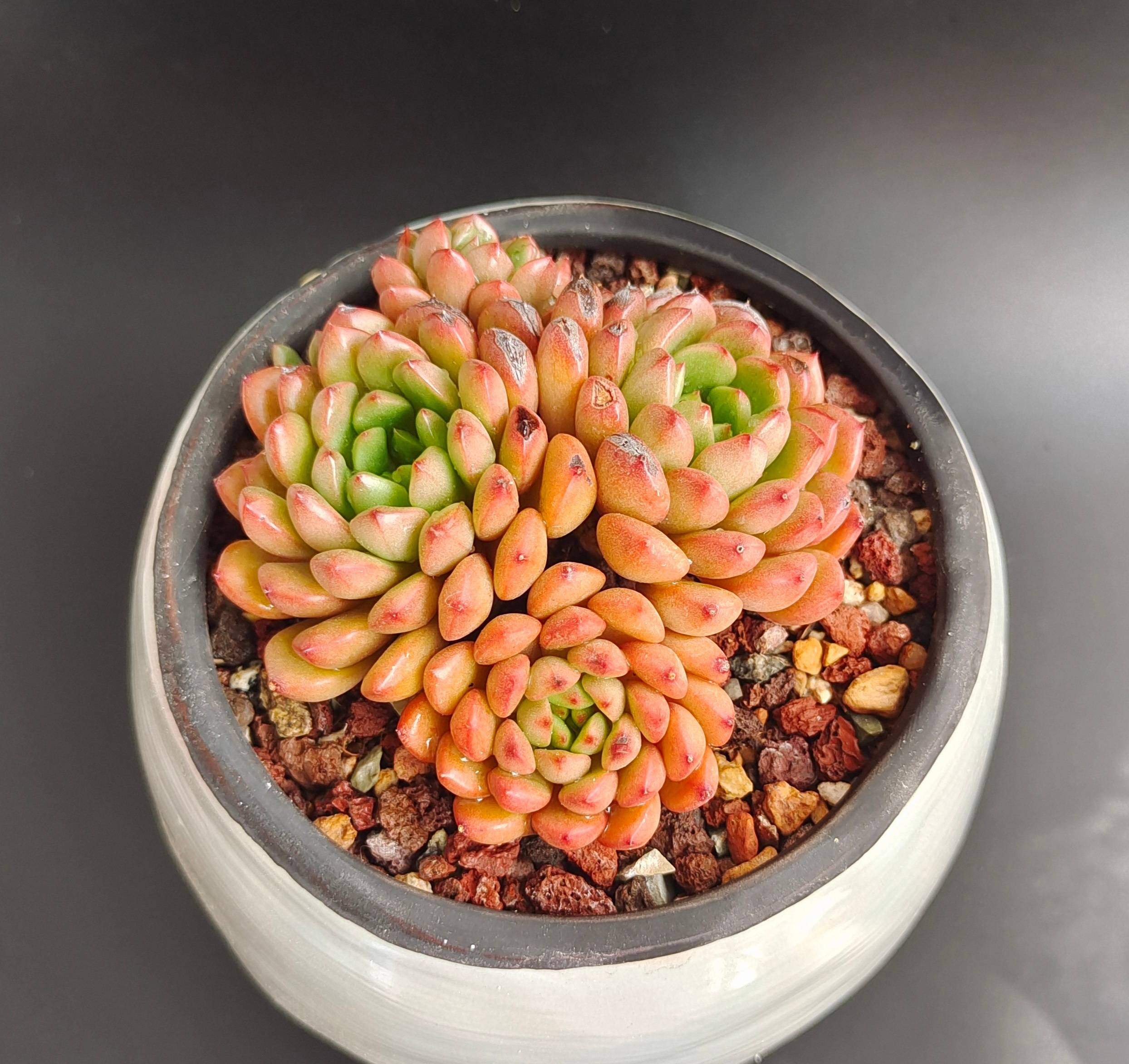 养多肉最简单的方法,多肉怎么养才能长得快又好还好看