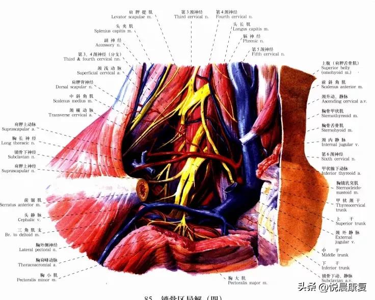 副神经的解剖功能,副神经解剖