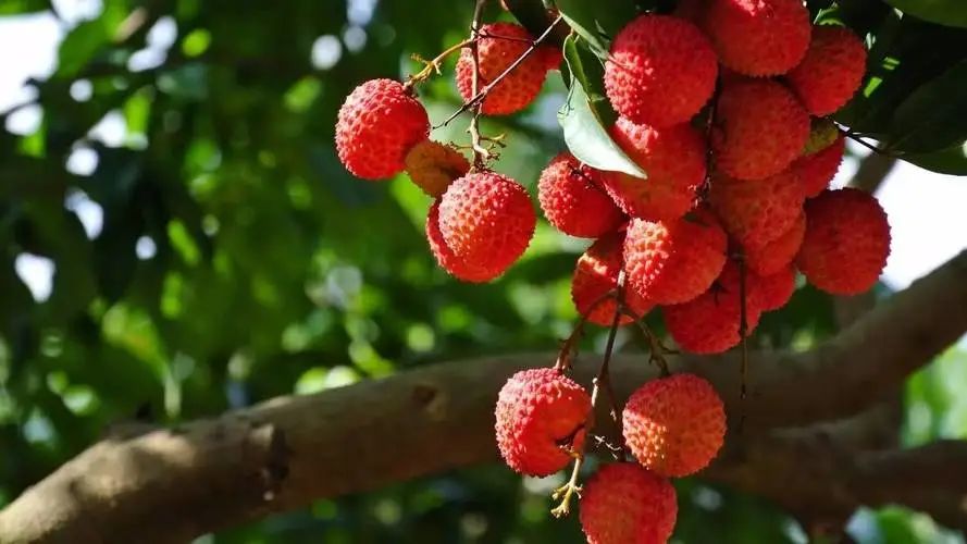 长安的荔枝一个小人物的职场故事,长安的荔枝职场励志