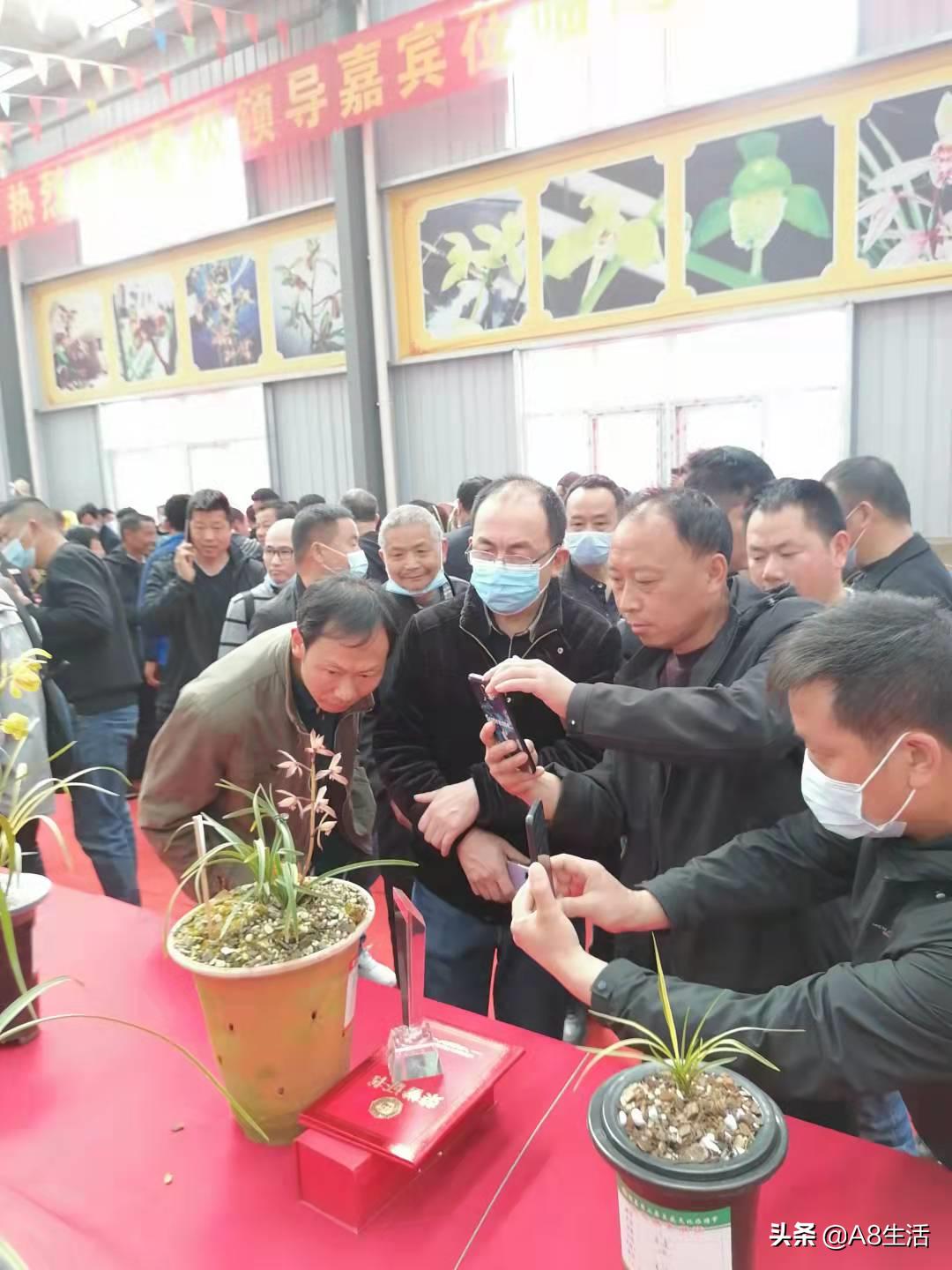 每日一品花卉,每日一品中国兰花春兰