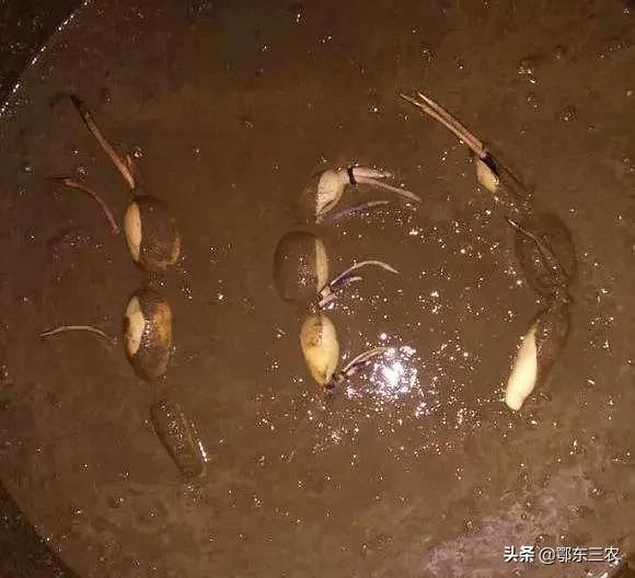 水缸种莲藕怎样高产,大水缸养鱼养花养荷花莲藕