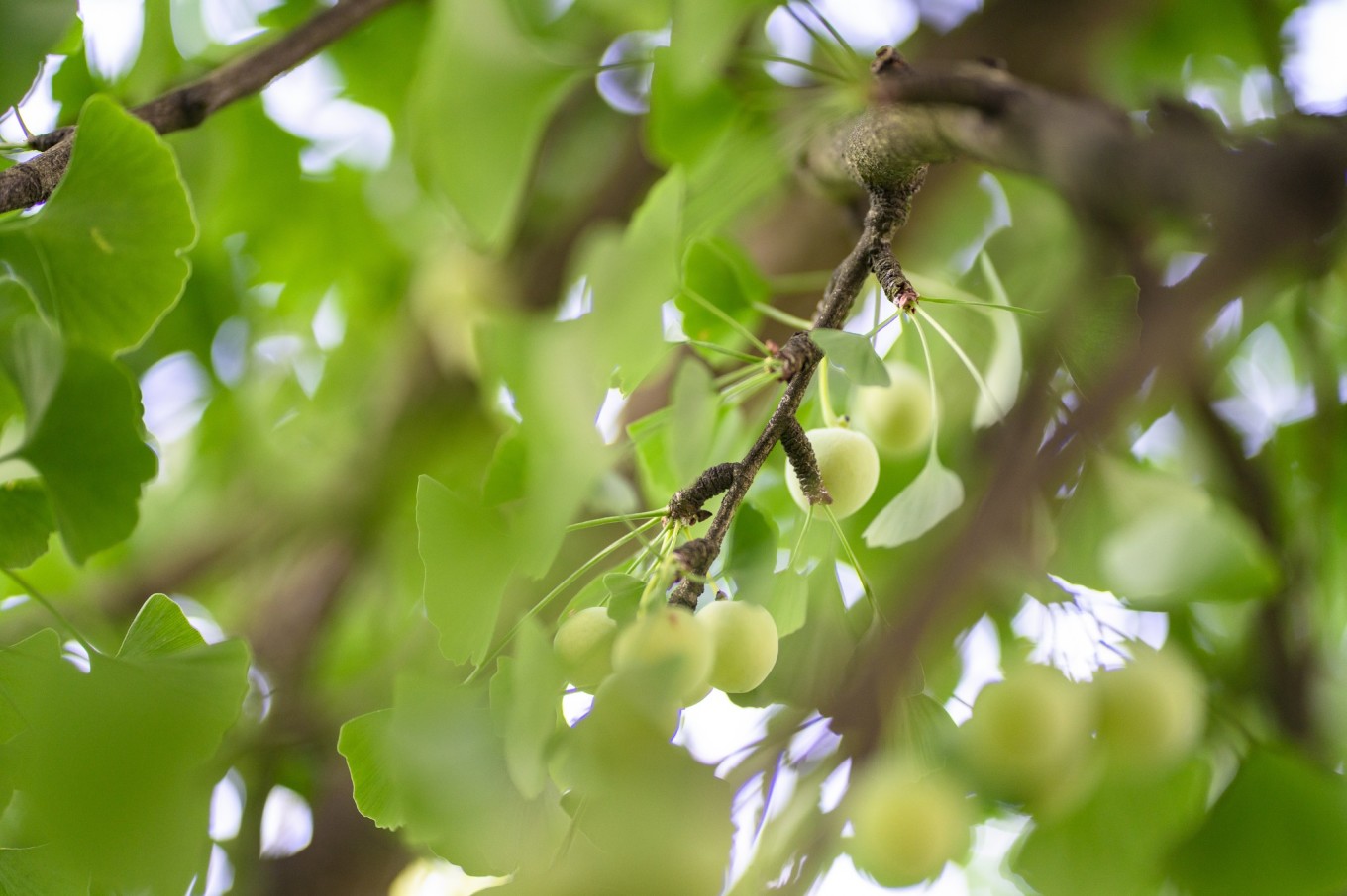 毕节油杉河景区,贵州夏季的避暑景点