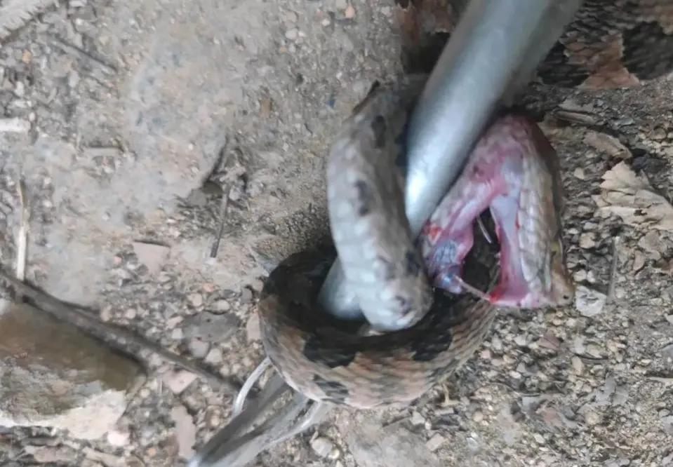 下手真狠，蛇头都给打歪了。