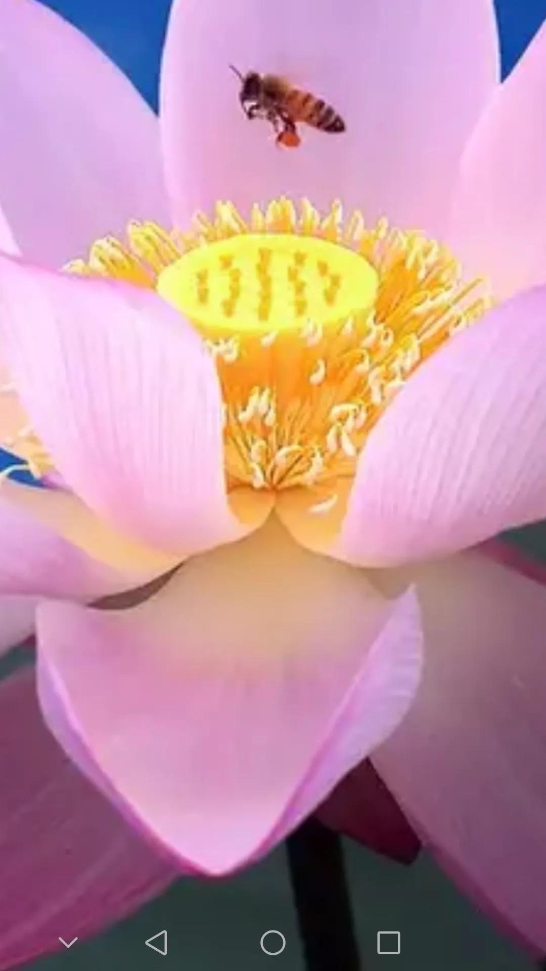 娇艳欲滴又清新雅致的荷花,娇羞迷人的荷花