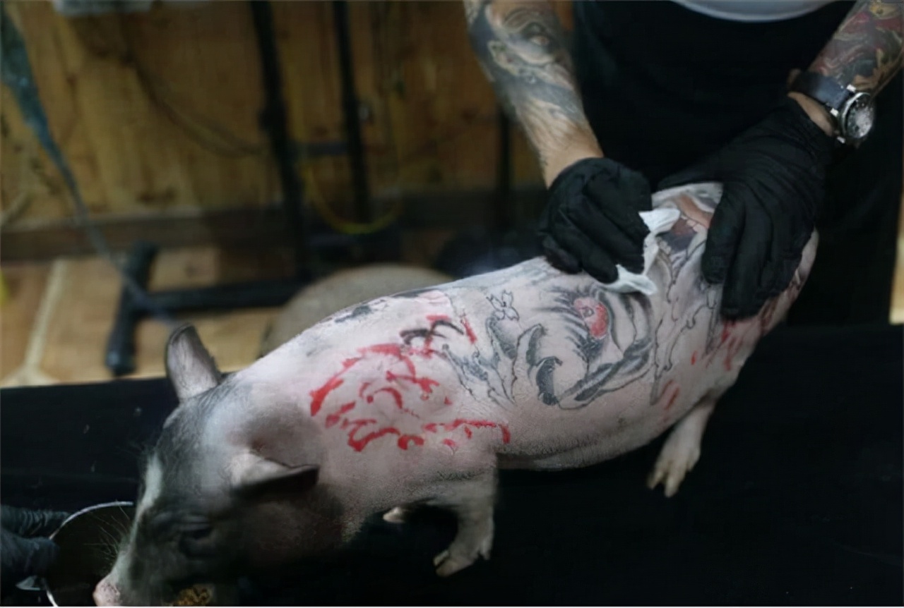 给活猪纹身，一张猪皮卖51万，香奈儿高价买走做成限量款手袋