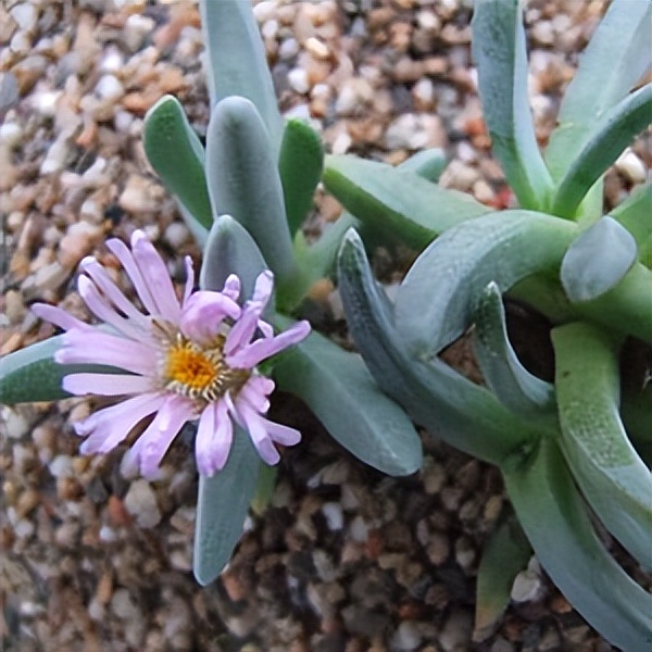 102个大类近500个多肉植物图片，都极其美丽，建议在家中也养一盆