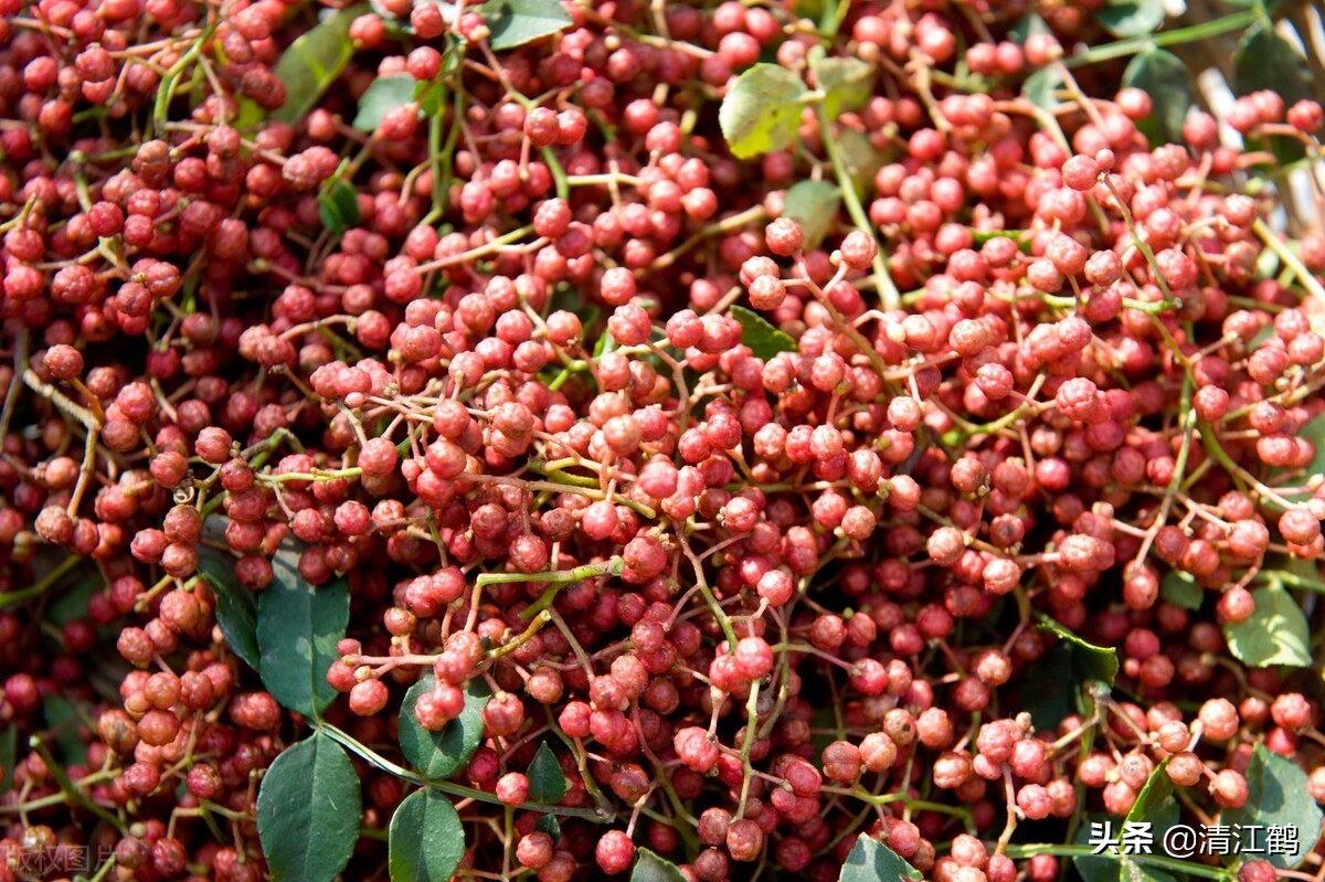 花椒树的种子有哪几种种植方法,花椒树种子直接种入土中种植方法
