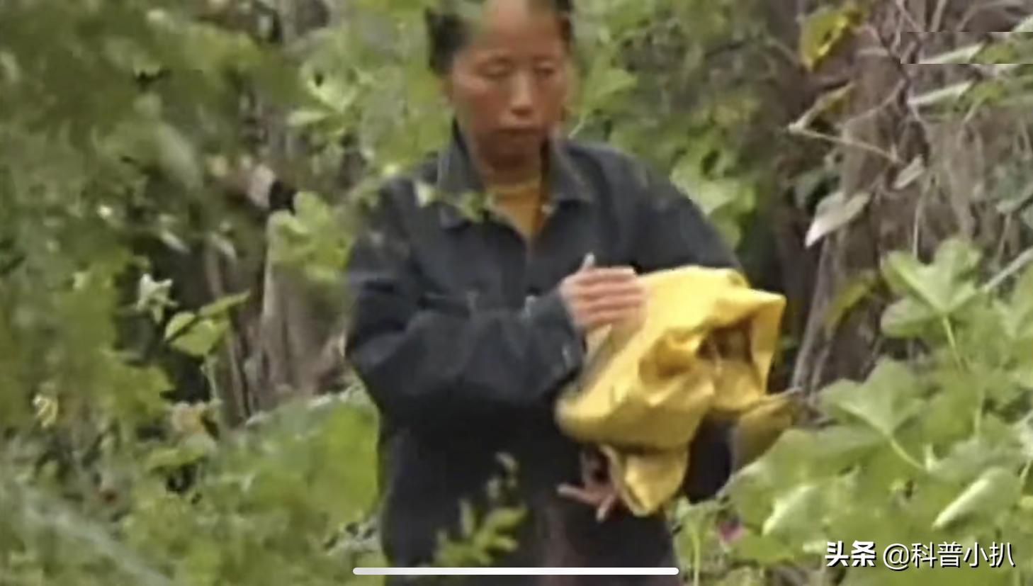 小伙救蛇后多年后蛇报恩,女子救蛇多年后长成巨蛇