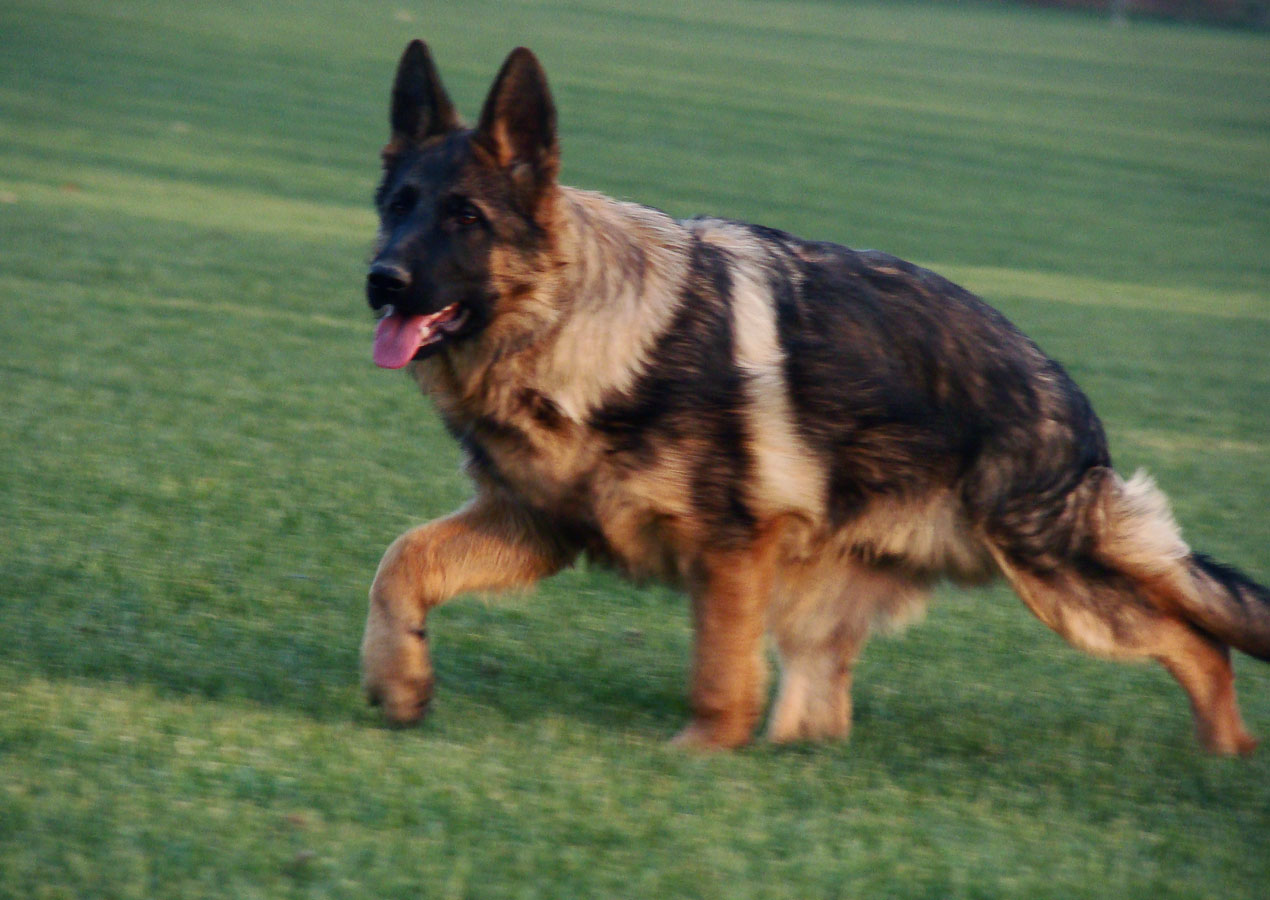 全世界十大名犬排行榜发布,世界上最好的十大萌犬