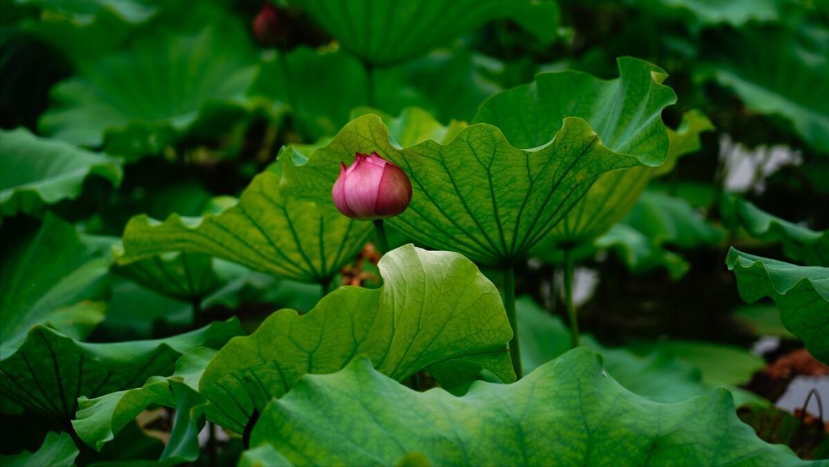 浠ュ杽涓哄弸浠ュ痉涓洪偦,浠ュ杽涓烘湰浠ュ痉涓洪偦