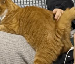 抖M大橘猫酷爱被打屁股，否则就骂骂咧咧：我是你修来的一屁股债