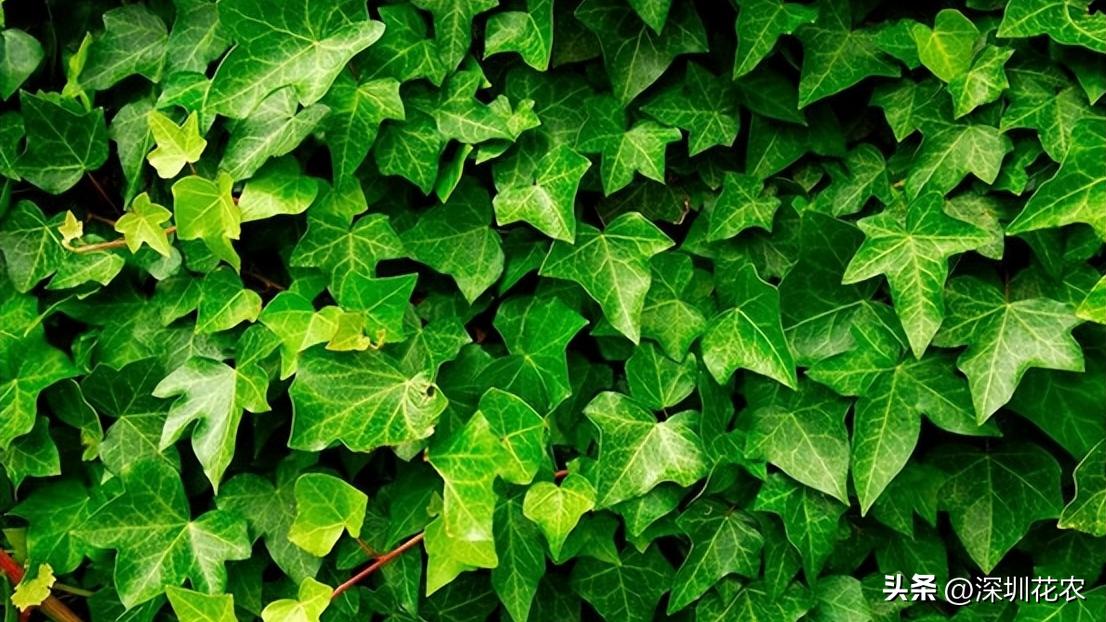 吸收甲醛的最好植物长藤,净化空气最佳植物常春藤