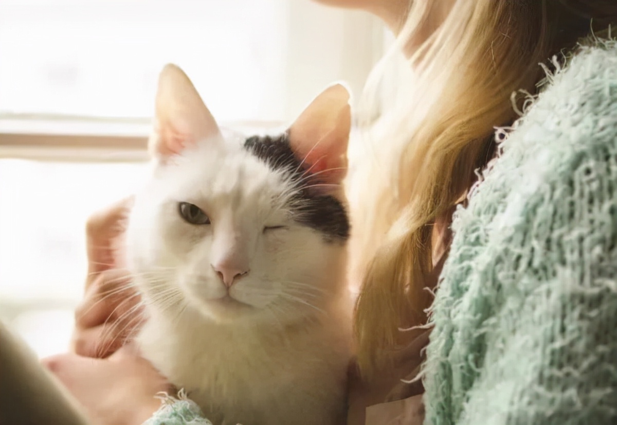 猫第三眼睑是什么问题引起的,猫第三眼睑图片