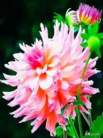 五颜六色的花朵养眼舒心,灵动秀美的花朵图片