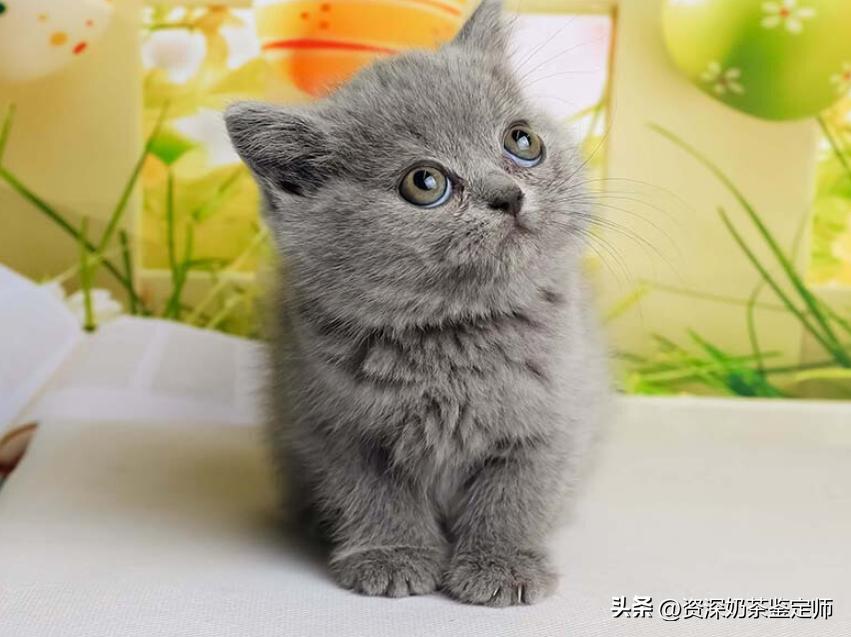 宠物打针主人担心,宠物打针会有什么影响